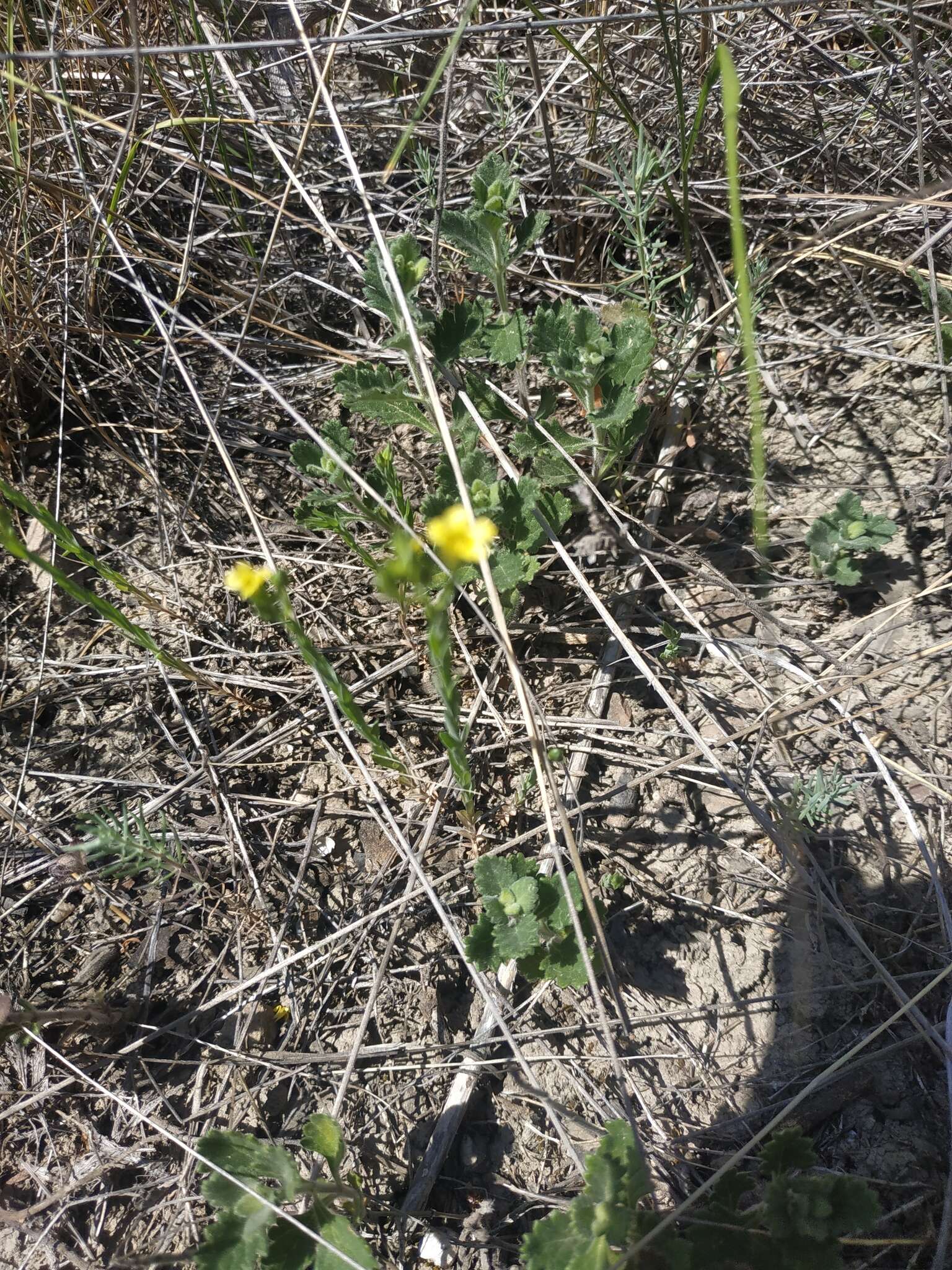 Linum corymbulosum Rchb. resmi