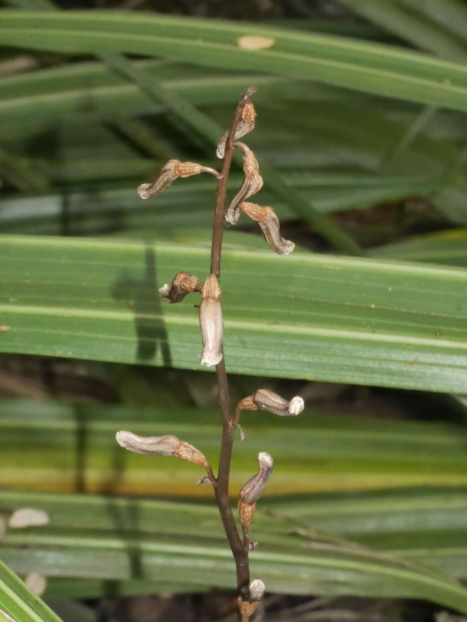 Image of Gastrodia minor Petrie