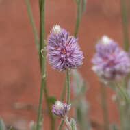 Ptilotus helipteroides (F. Müll.) F. Müll.的圖片