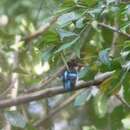 Image of Chocolate-backed Kingfisher