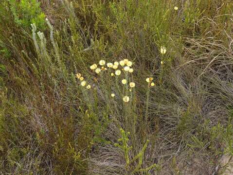 Image of Monkey-tail everlasting