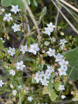 Image of Pharnaceum cordifolium L.