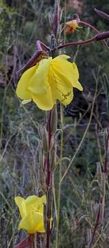 Image de Oenothera longissima Rydberg