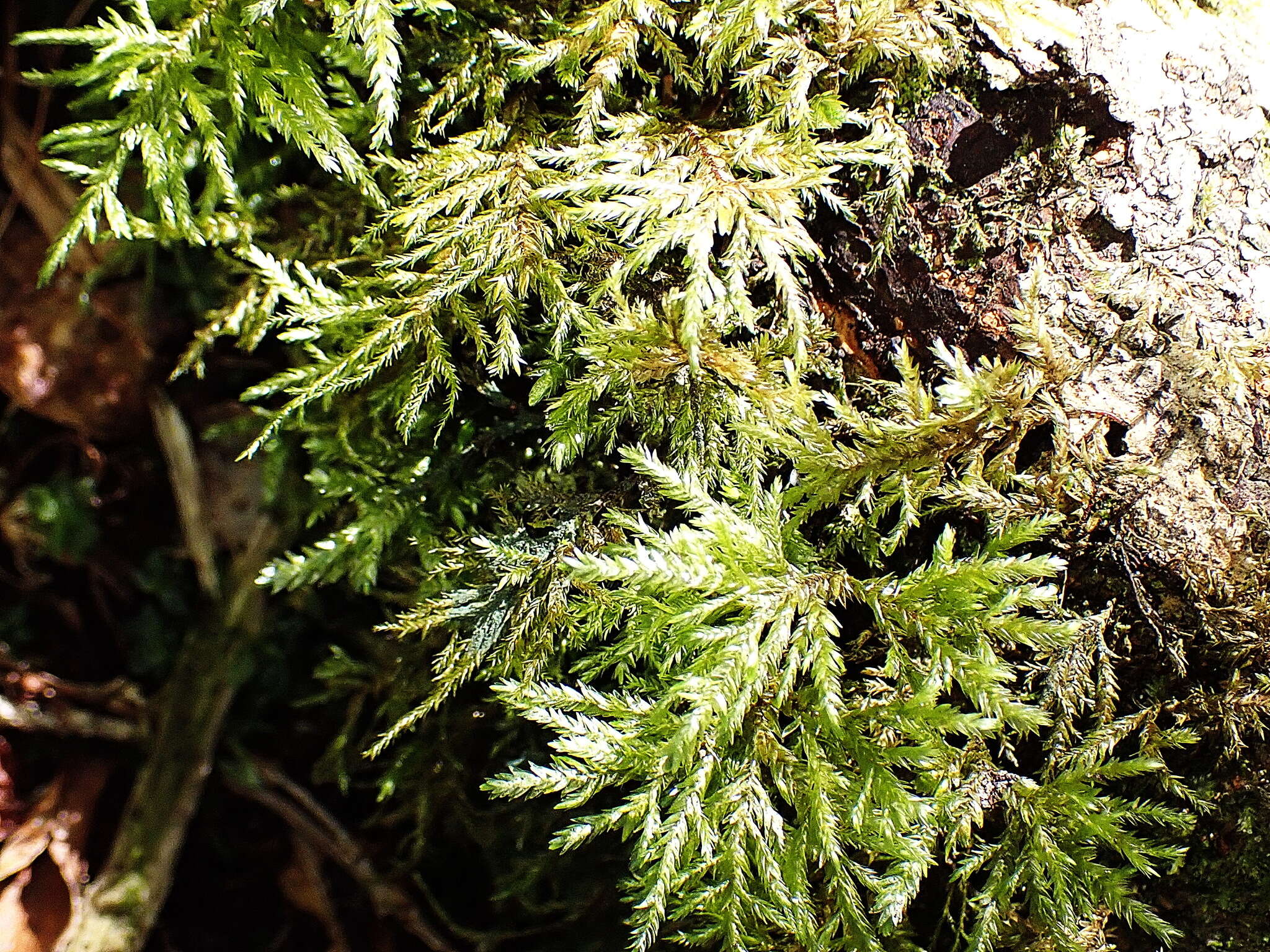 صورة Porotrichum madagassum Kiaer ex Bescherelle 1880