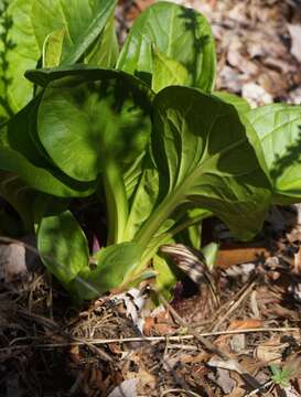 Image of Clumpfoot Cabbage