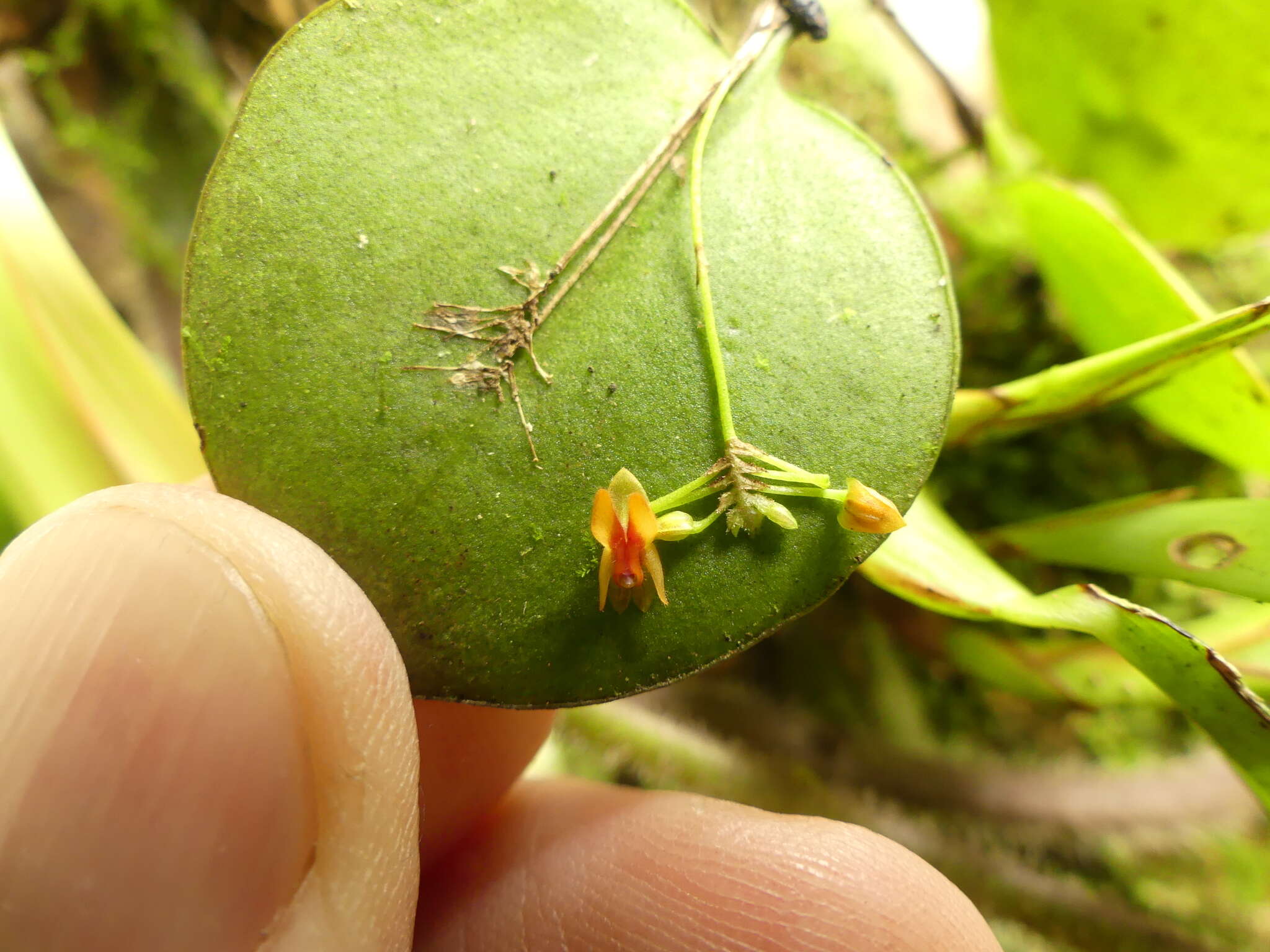 Image of Lepanthes pecunialis Luer & Hirtz