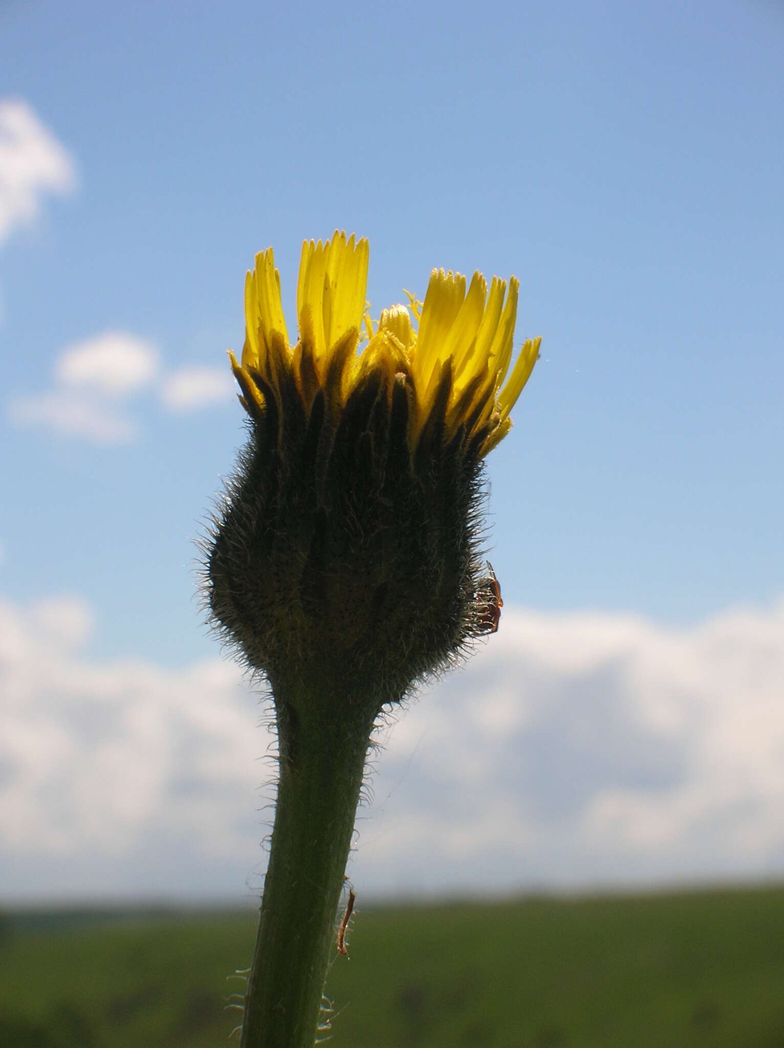 Imagem de Hypochaeris maculata L.