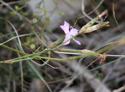 Image of Dianthus ciliatus Guss.