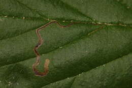 Image of Stigmella villosella (Clemens 1861) Newton et al. 1982