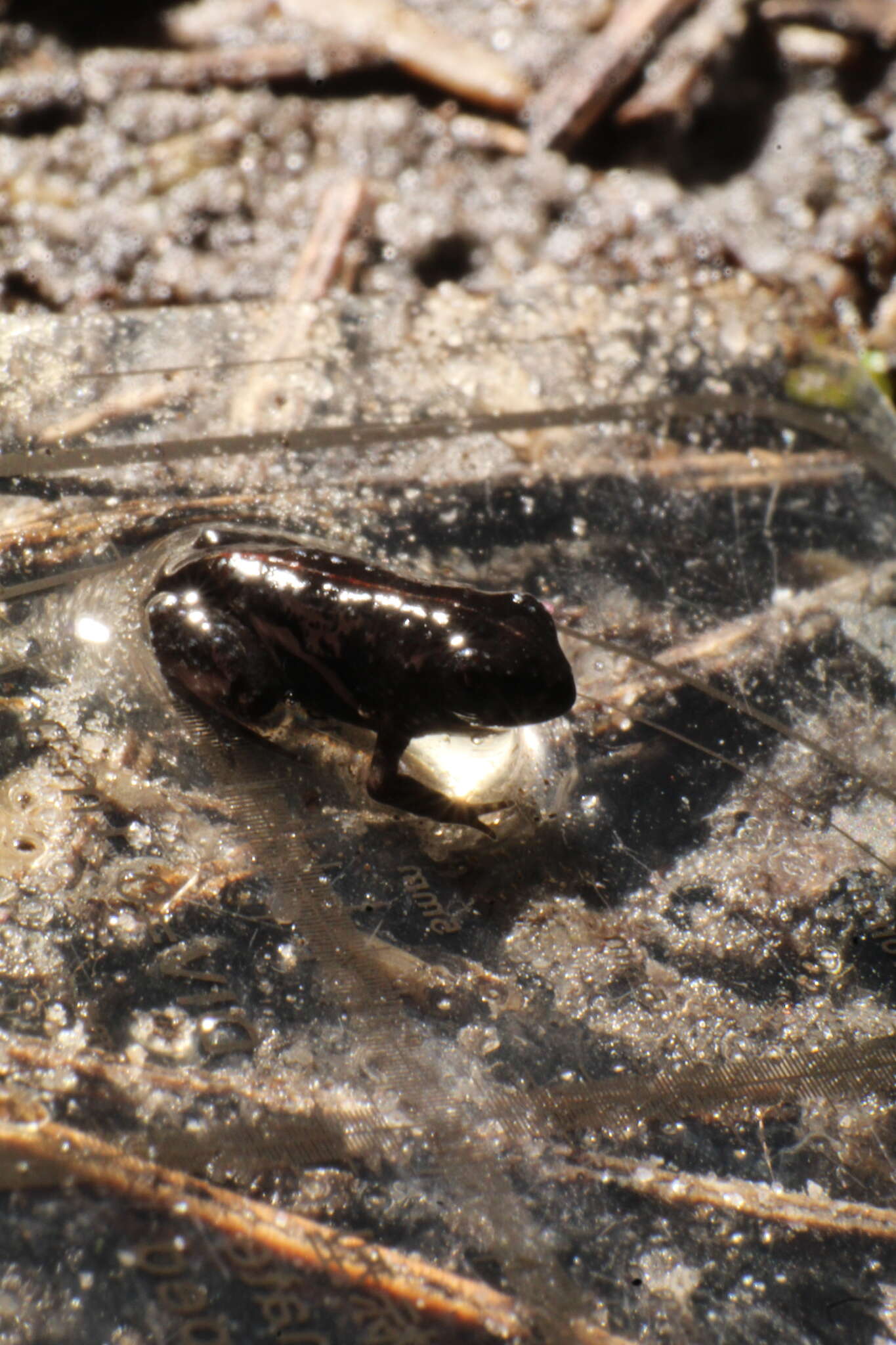 صورة Geocrinia leai (Fletcher 1898)