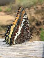 Image of Two-tailed Pasha