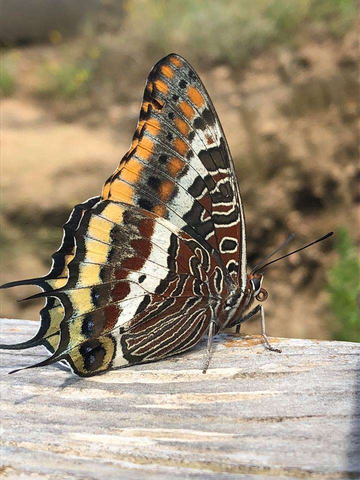 Image of Two-tailed Pasha