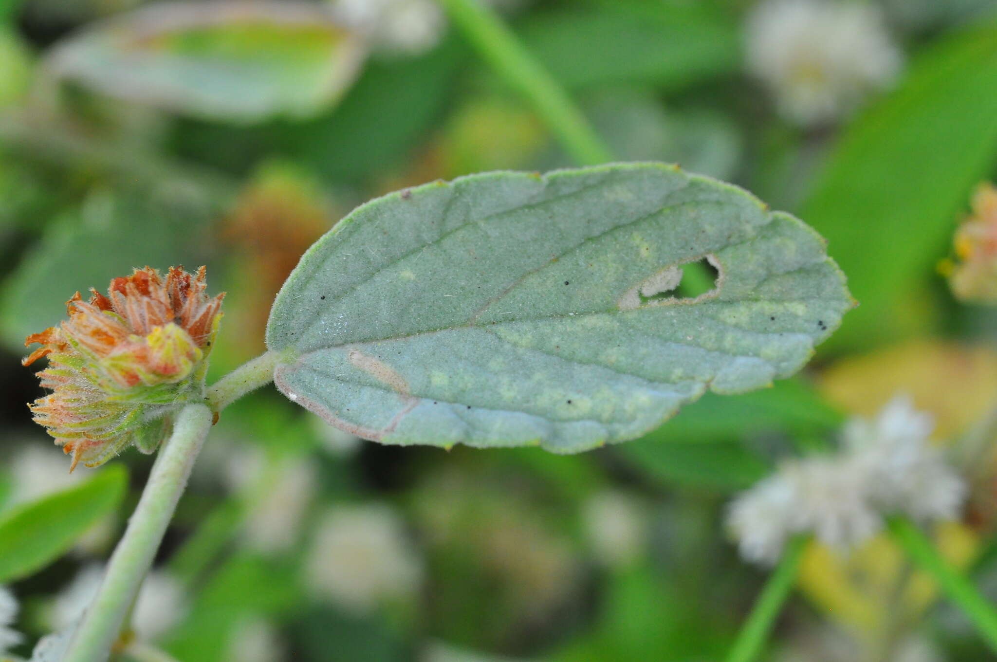 Imagem de Waltheria rotundifolia Schrank