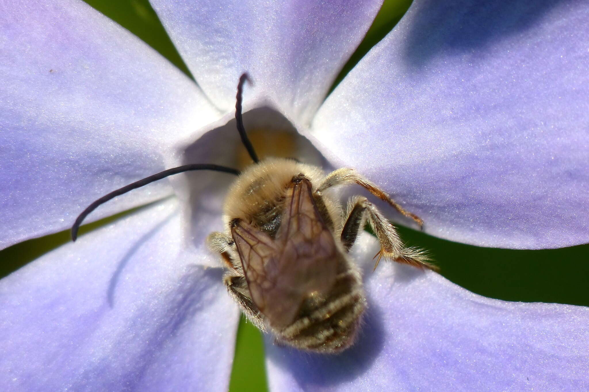 Image of Eucera nipponensis (Pérez 1905)