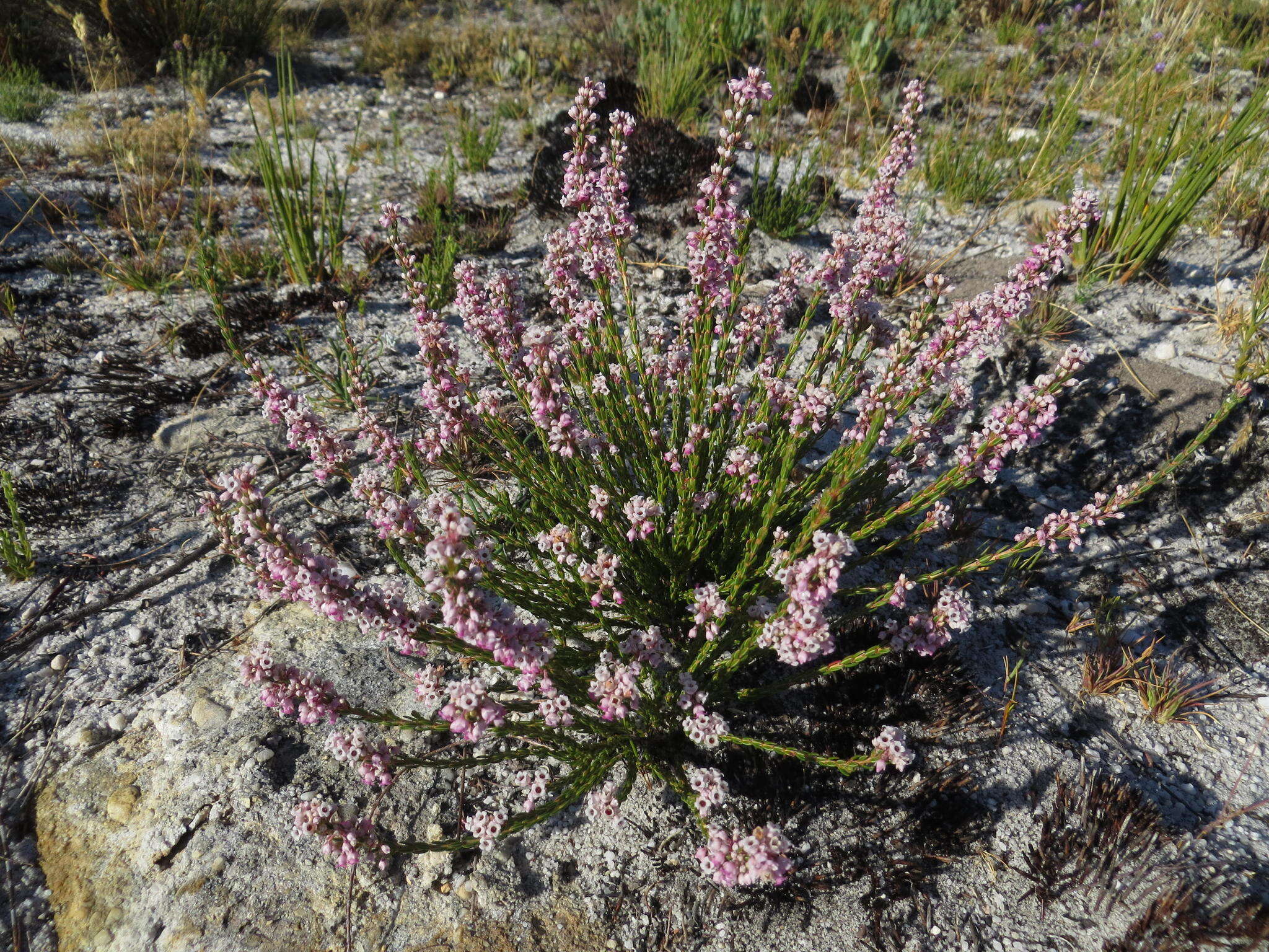 Image of Erica articularis var. articularis