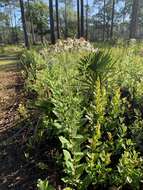 Image of Pine-Barren Nodding-Aster