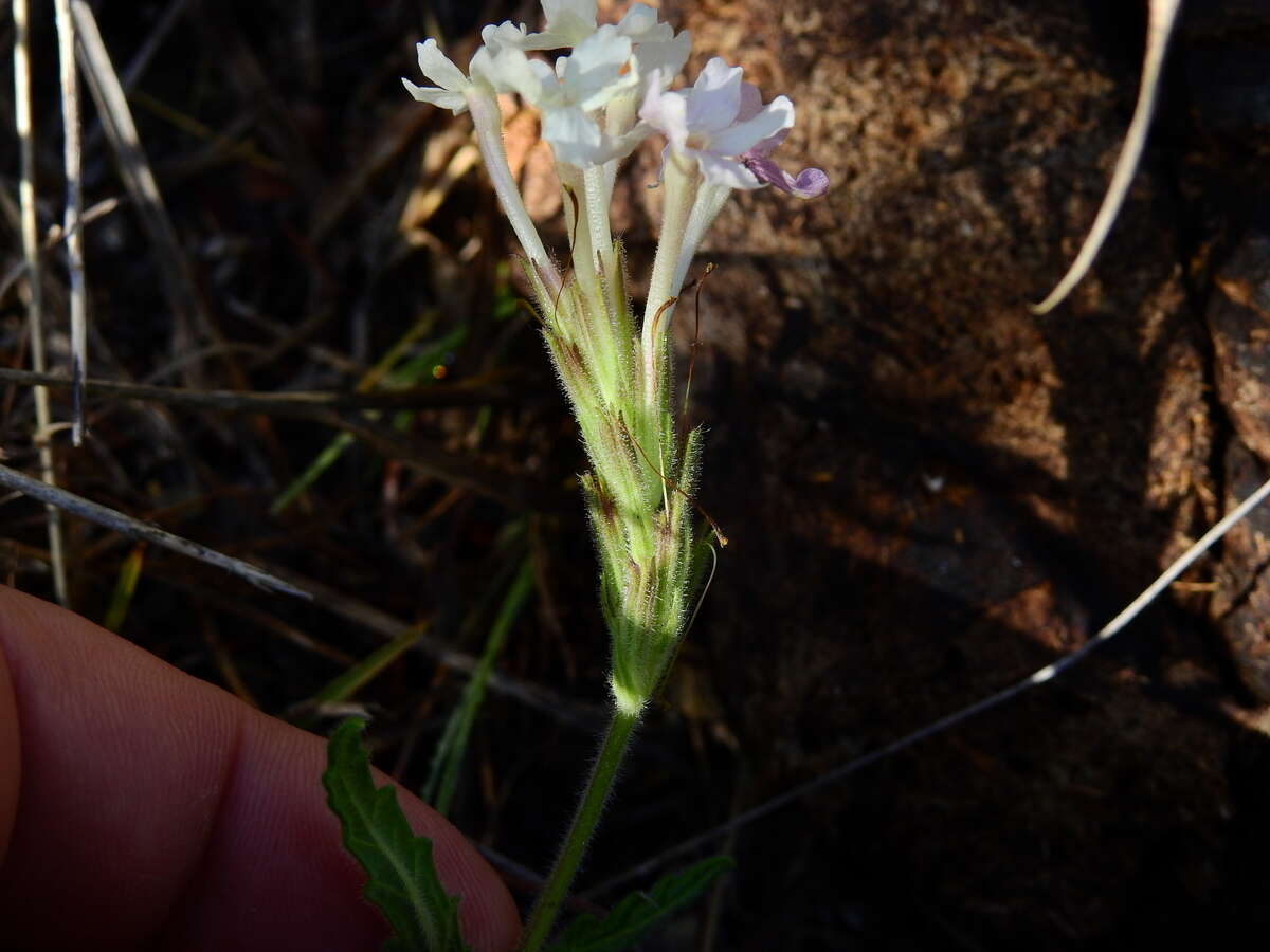 Image of Glandularia platensis (Spreng.) Schnack & Covas