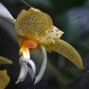 Imagem de Stanhopea graveolens Lindl.