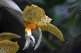 Image of Stanhopea graveolens Lindl.