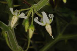 Image of tropical soda apple