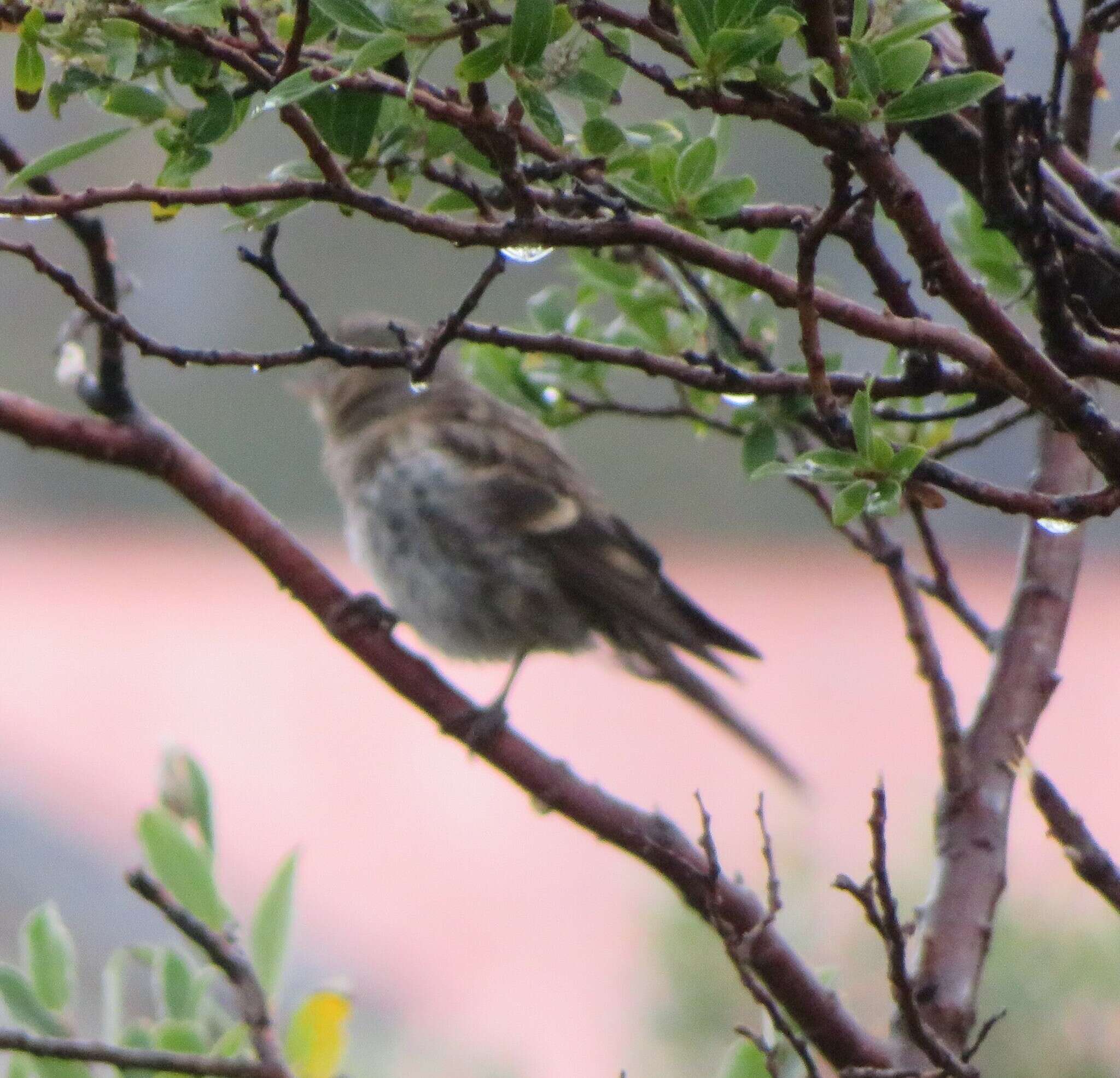 Image of Acanthis flammea rostrata (Coues 1861)