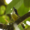 Image of Five-colored Barbet