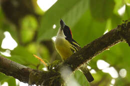 Image of Five-colored Barbet