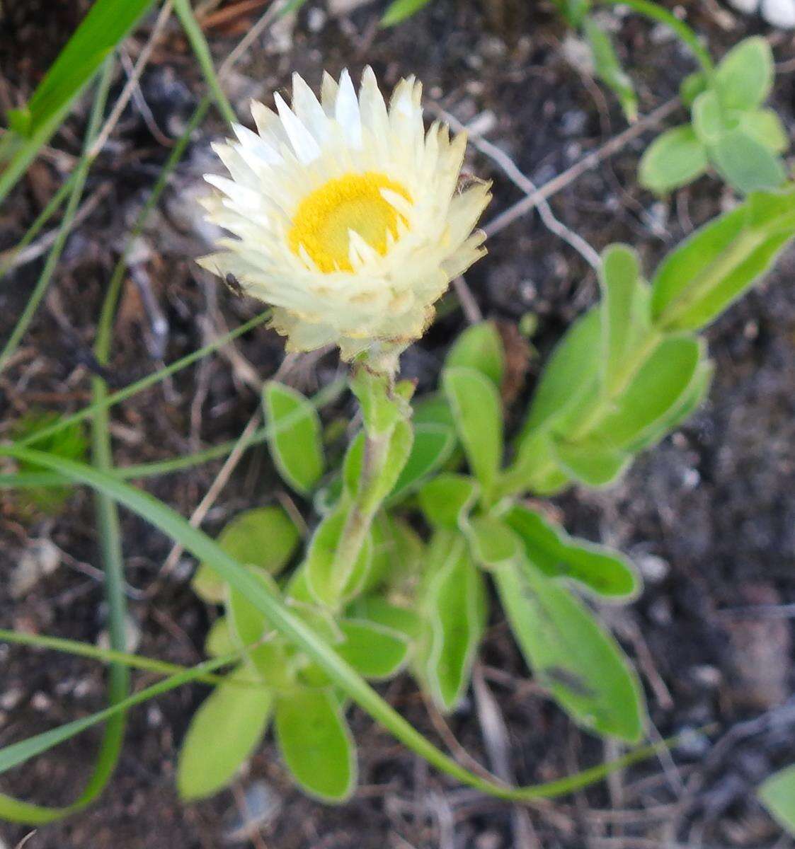 Image of Helichrysum monticola Hilliard