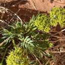 Imagem de Lomatium latilobum (Rydb.) Mathias