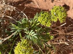 Image of Canyonlands biscuitroot