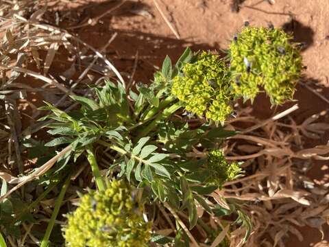 Lomatium latilobum (Rydb.) Mathias的圖片