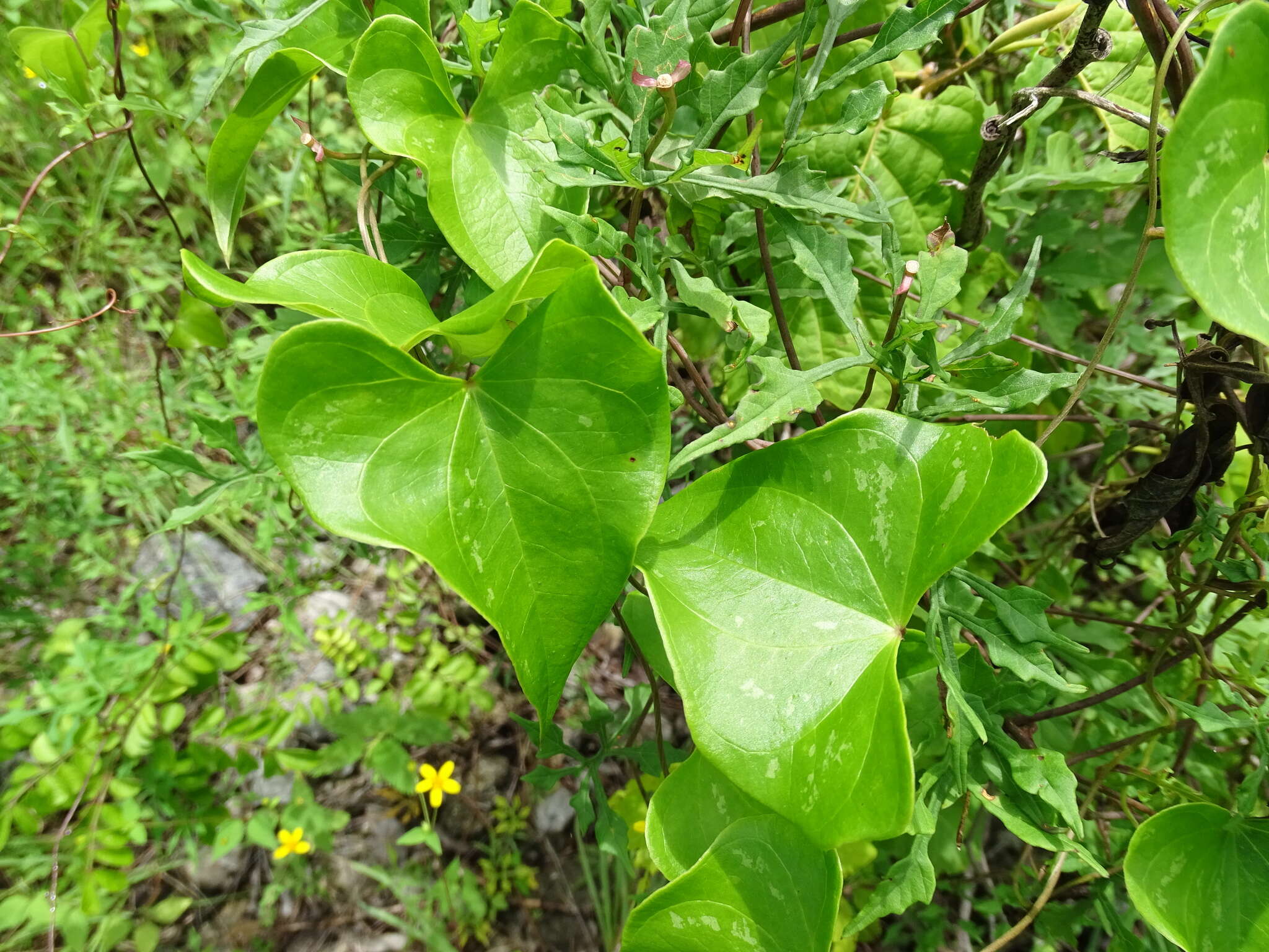 Plancia ëd Ipomoea anisomeres Robinson & Bartlett