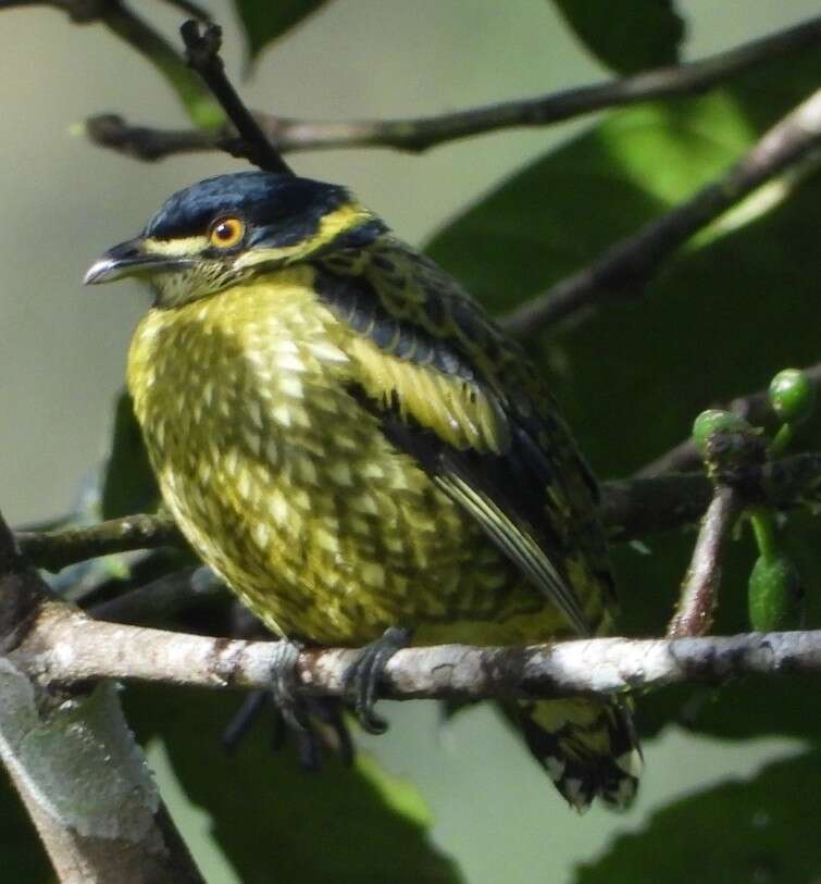 Imagem de Ampelioides Verreaux & J 1867