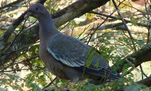 Image of Picazuro Pigeon