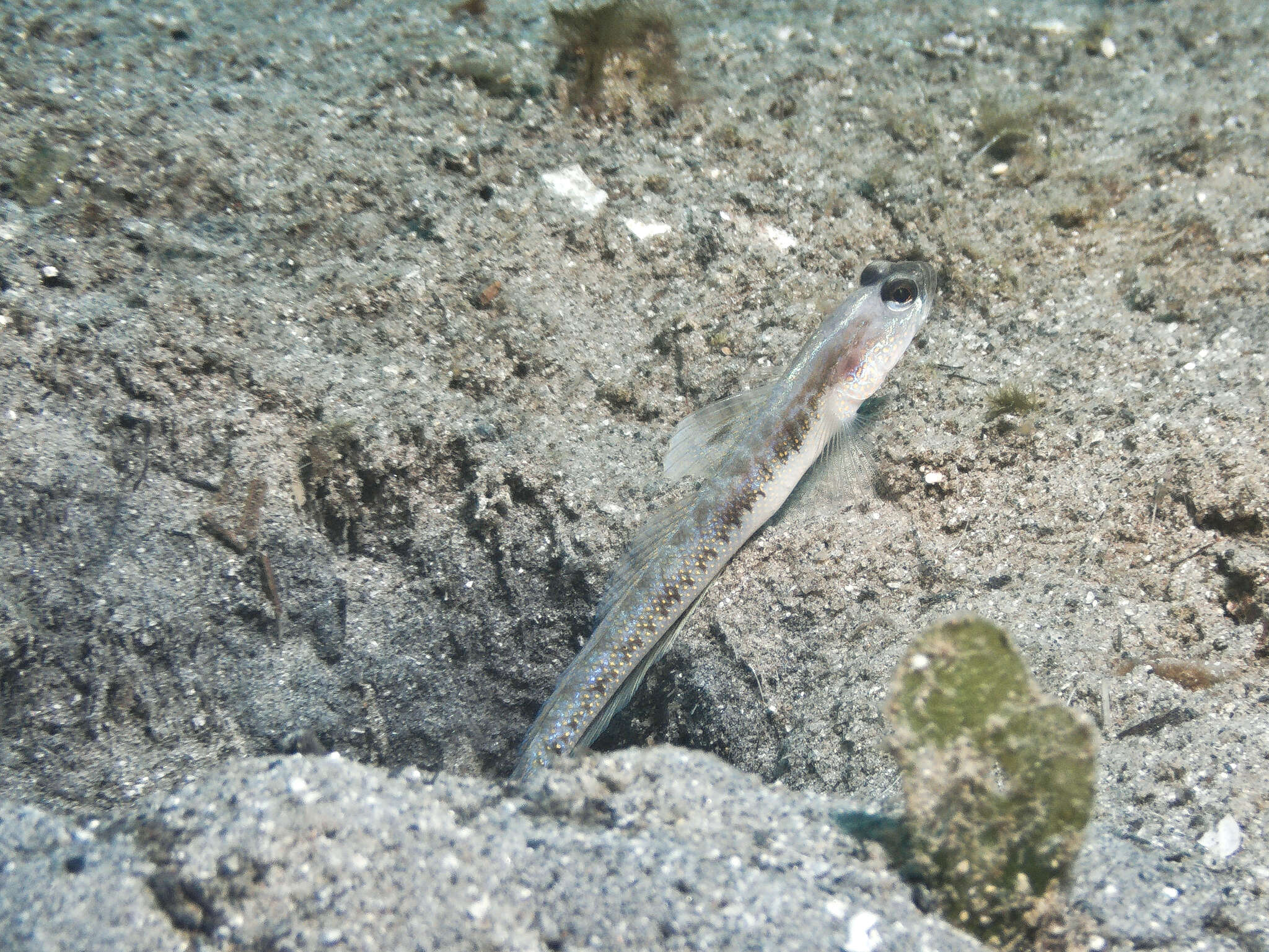 Image of Dorsalspot shrimpgoby
