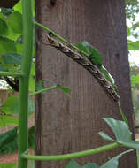 Image of Pink-spotted Hawkmoth