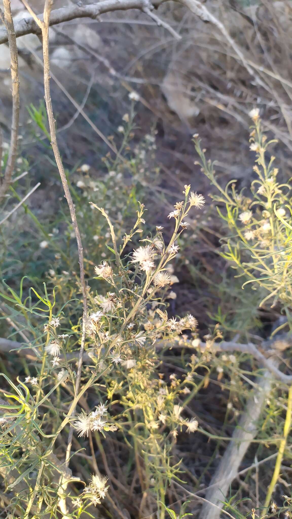 Imagem de Baccharis paniculata DC.