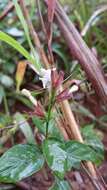 Image of Hypoestes elliotii S. Moore