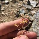 Sivun Artemisia albicans Sòn. Garcia, Garnatje, Mc Arthur, Pellicer, S. C. Sand. & Vallès-Xirau kuva