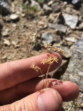 Artemisia albicans Sòn. Garcia, Garnatje, Mc Arthur, Pellicer, S. C. Sand. & Vallès-Xirau resmi