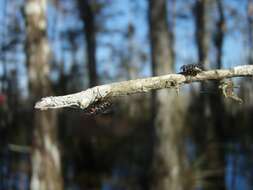 Image of Lixadmontia franki Wood 2006