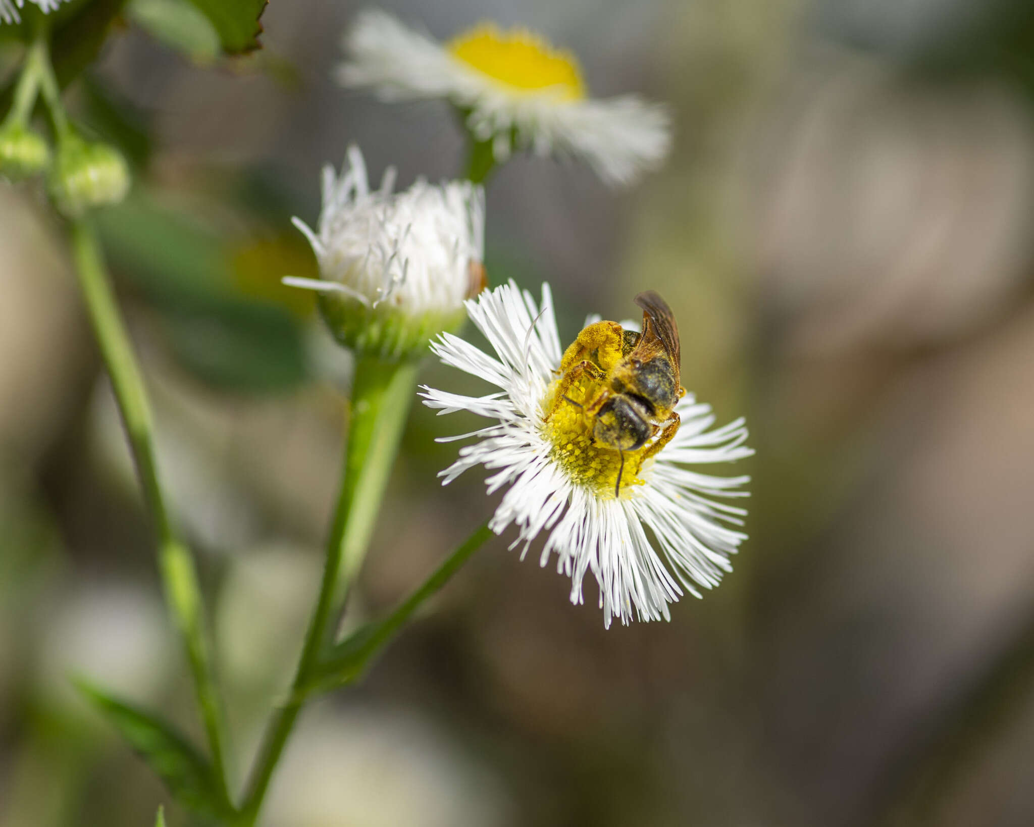 Image of Halictus parallelus Say 1837