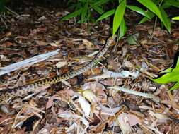 Image of Spotted python