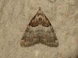 Image of short-cloaked moth