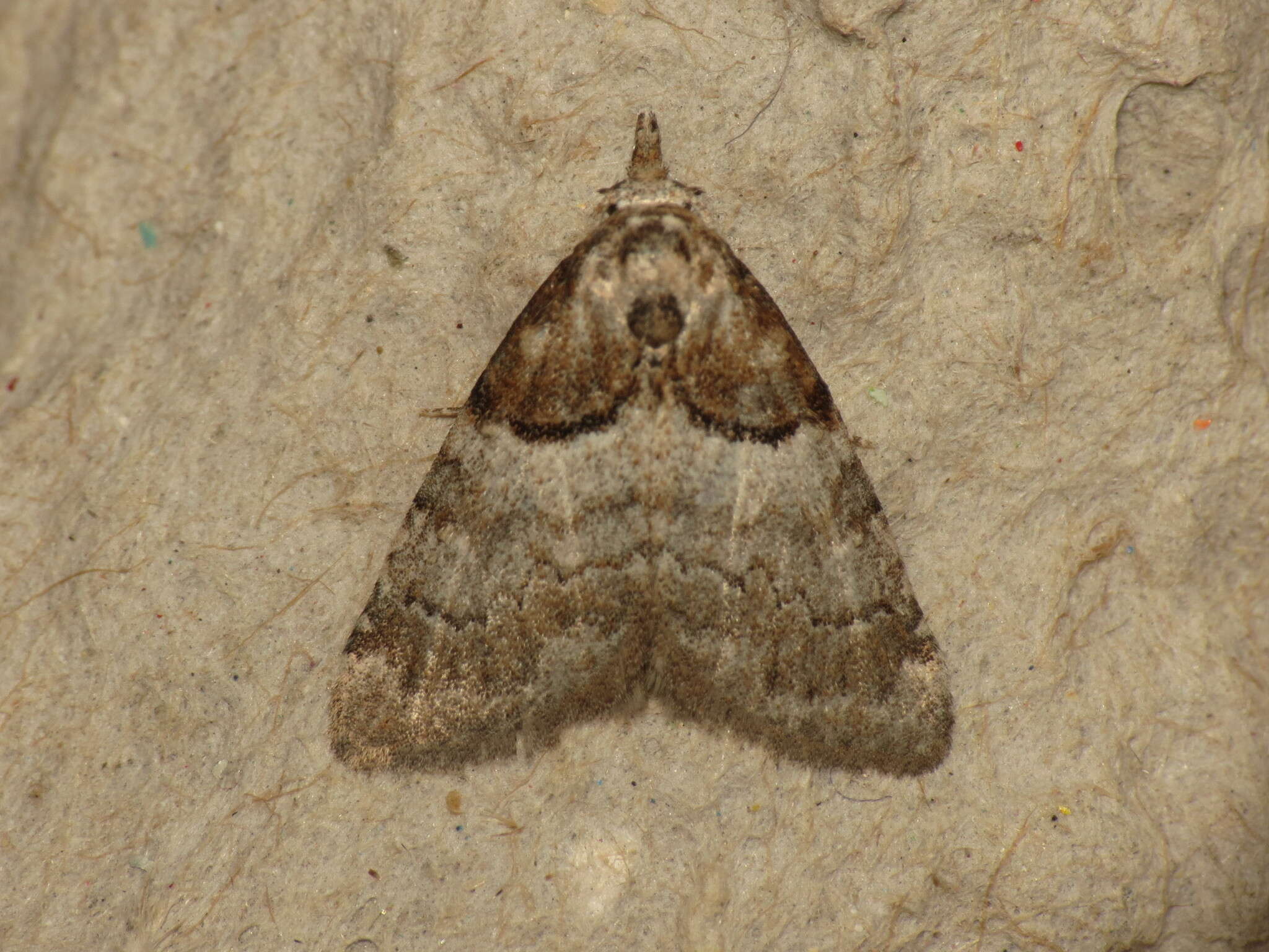 Image of short-cloaked moth