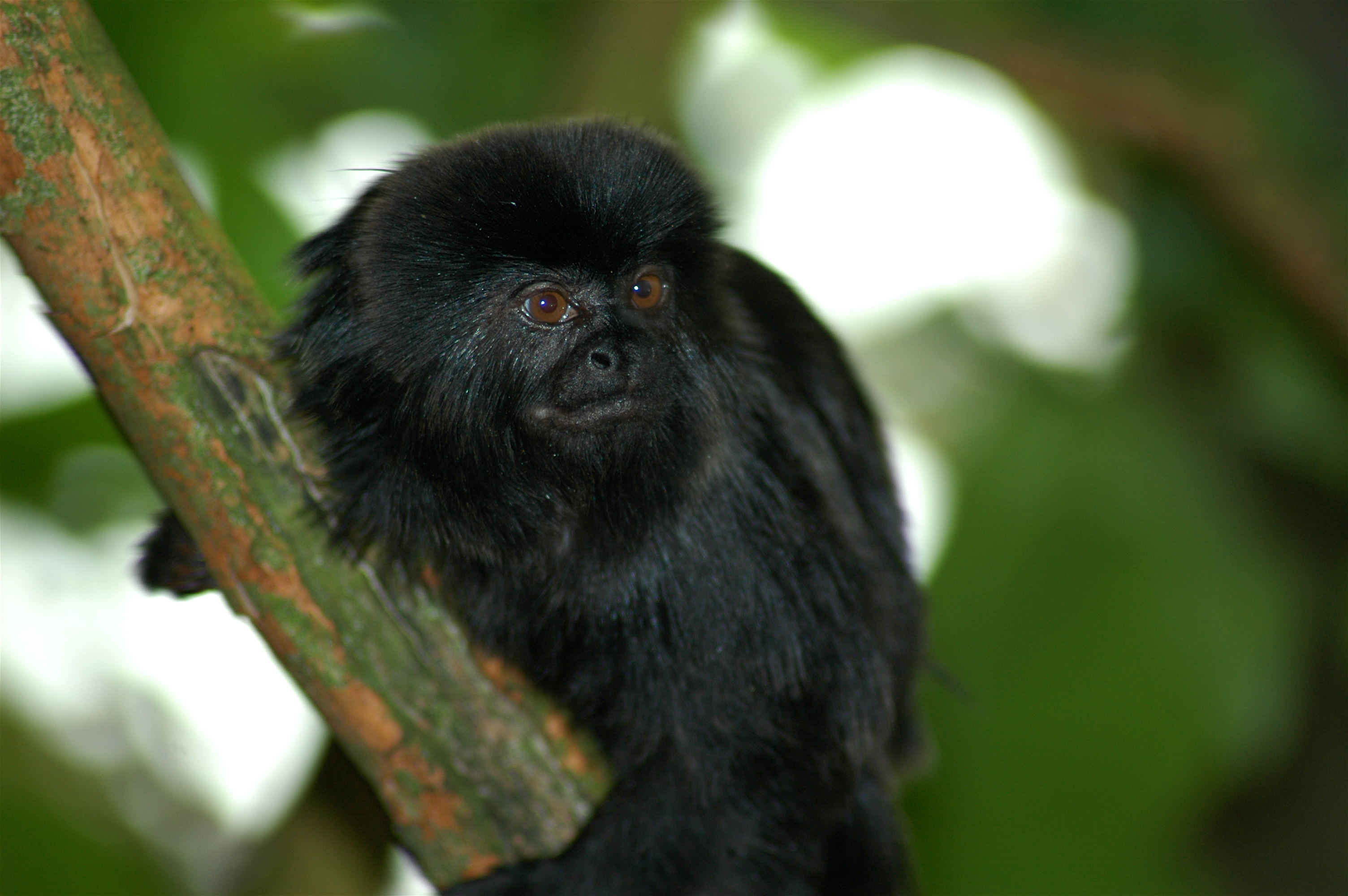 Image of Goeldi's marmoset