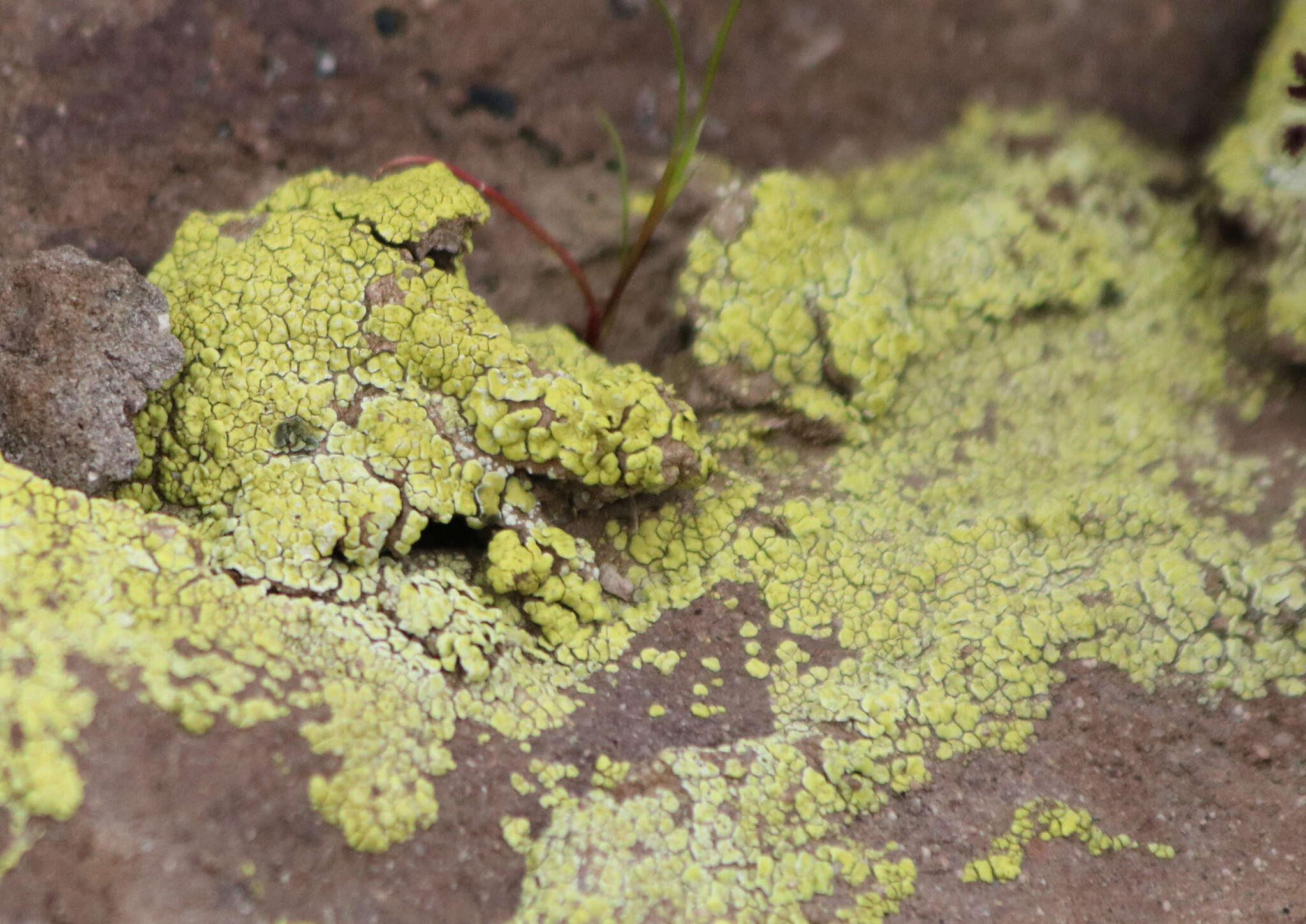 Acarospora schleicheri (Ach.) A. Massal. resmi