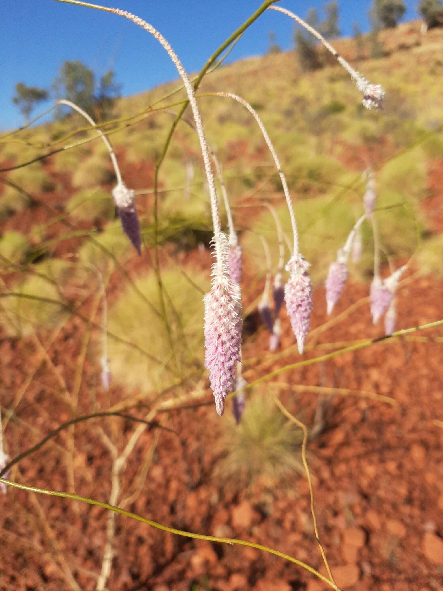 Image of Ptilotus calostachyus F. Müll.