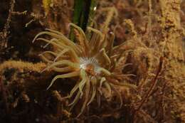 Image of grass crack anemone