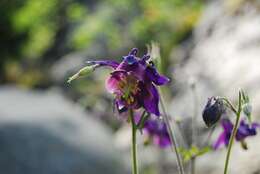 Image of Aquilegia dumeticola Jord.